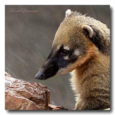 Coati