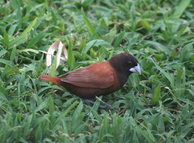 Chestnut Munia; exotic