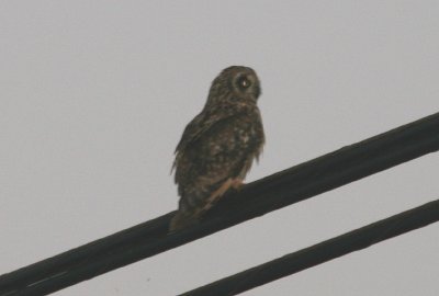 Hawaiian Owl; endemic subspecies of the Short-eared Owl