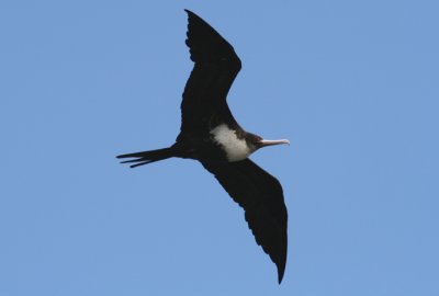 Great Frigatebird; female