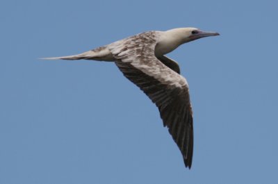 Red-footed Booby; immature white morph