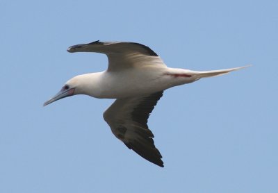 Red-footed Booby; white morph