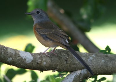 White-rumped Shama;  female; exotic