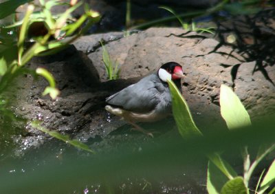 Java Sparrow; exotic