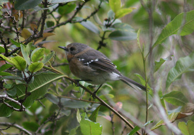 Monarch Flycatchers