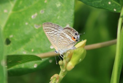 Long-tailed Blue; exotic