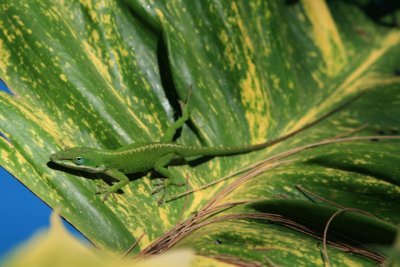 Green Anole; exotic
