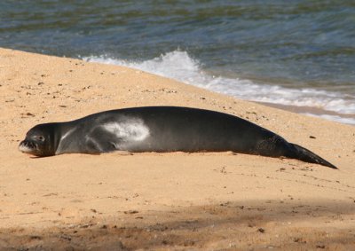 Hawaiian Monk Seal; endemic to Hawaii