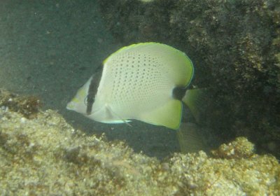 Milletseed Butterfly Fish; endemic