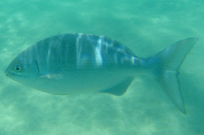 Gray Chub