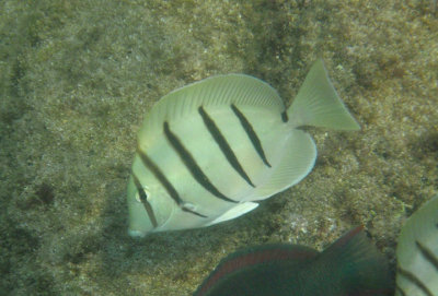 Convict Tang