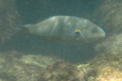 Belted Wrasse; initial phase; endemic