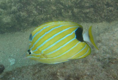 Bluestripe Butterflyfish; endemic