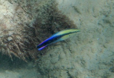 Hawaiian Cleaner Wrasse; endemic