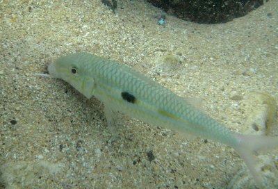 Square-spot Goatfish