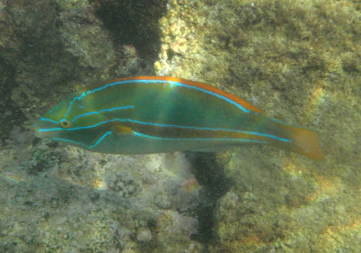 Belted Wrasse; terminal phase; endemic