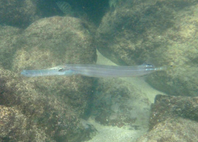 Trumpetfish