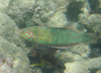 Elegant Coris; male; endemic