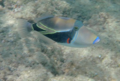 Reef Triggerfish