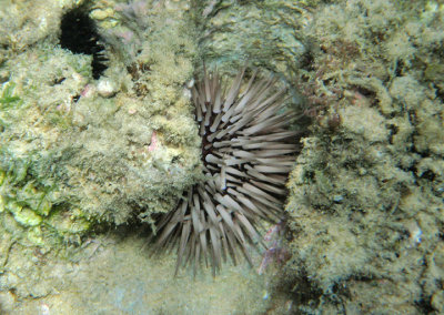 Rock-boring Urchin