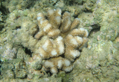 Cauliflower Coral