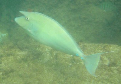 Bluespine Unicornfish