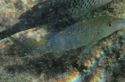 Blue Goatfish