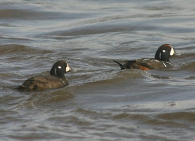 Harlequin Ducks; males