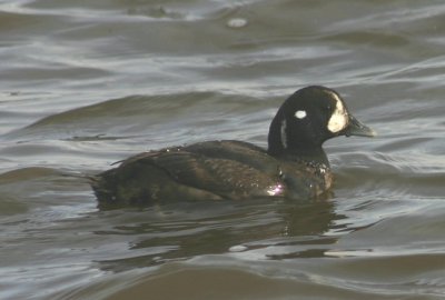 Harlequin Duck; immature male