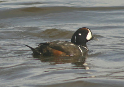 Harlequin Duck; male