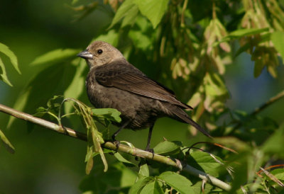 Brown-headed Cowbird; female