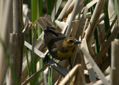 Yellow-headed Blackbird; female