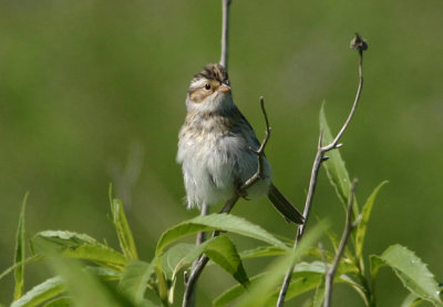 Clay-colored Sparrow; juvenile