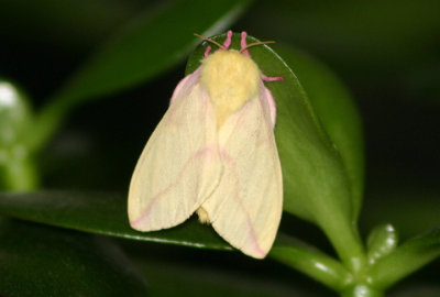 7715 - Dryocampa rubicunda; Rosy Maple Moth