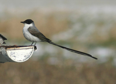 Fork-tailed Flycatcher