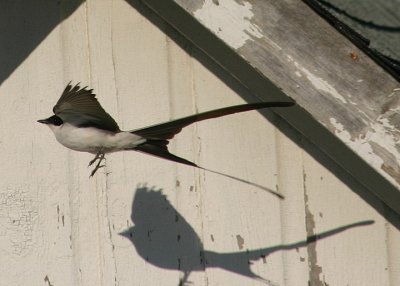 Fork-tailed Flycatcher