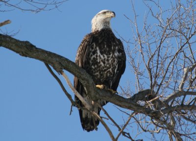 Bald Eagle; 4th year