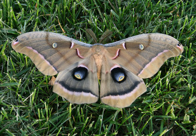 7757 - Antheraea polyphemus; Polyphemus Moth; male