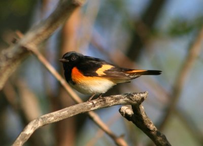 American Redstart; male