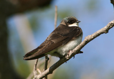 Tree Swallow; first spring female