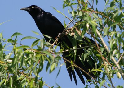 Great-tailed Grackle; male