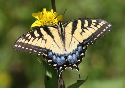 Papilio glaucus; Eastern Tiger Swallowtail; female