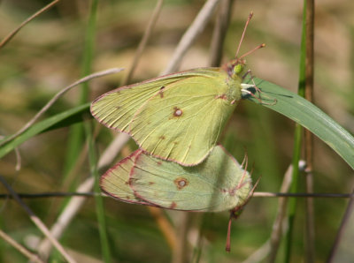 Colias philodice; Clouded Sulphurs; mating pair