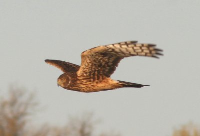 Northern Harrier; female