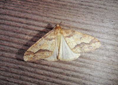 6665 - Erannis tiliaria; Linden Looper Moth