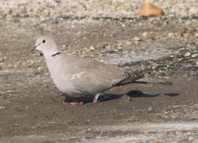 Eurasian Collared-Dove; exotic