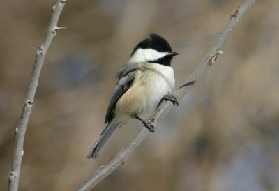 Black-capped Chickadee