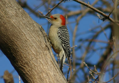 Red-bellied Woodpecker; female