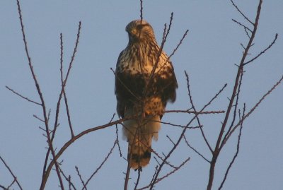 Rough-legged Hawk; light morph juvenile