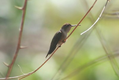 Bahama Woodstar; female